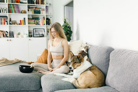 Senior Pet Care in Small Apartments: Essential Products for Comfort and Well-Being