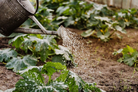 How to Water Plants Correctly on a Budget: Smart Techniques for Thrifty Gardeners