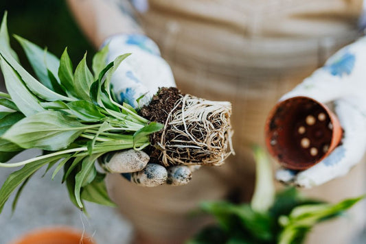 The Hidden Danger of Indoor Peace Lilies: How to Spot and Fix Silent Root Decline