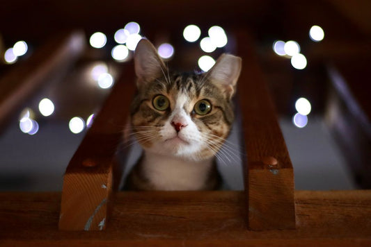 The DIY Pet Therapy Toolkit: Build a Calm, Happy Home Without Expensive Gadgets