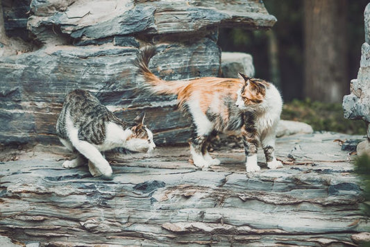 DIY Solutions for Cat Behavior Problems: Essential Tools and Techniques Every Owner Needs