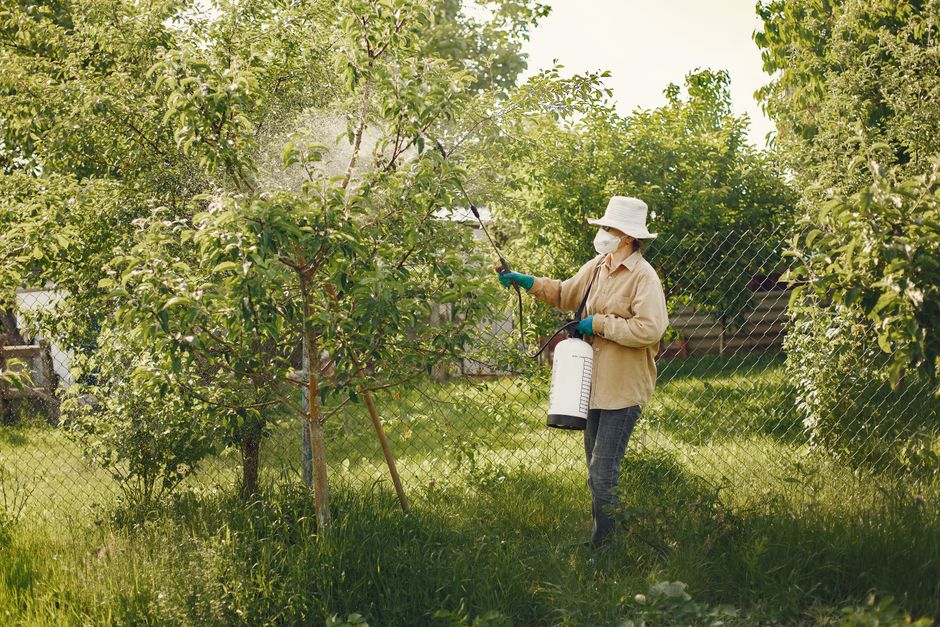 Insecticides That Actually Work: A Complete Guide to Effective Pest Control for Plants