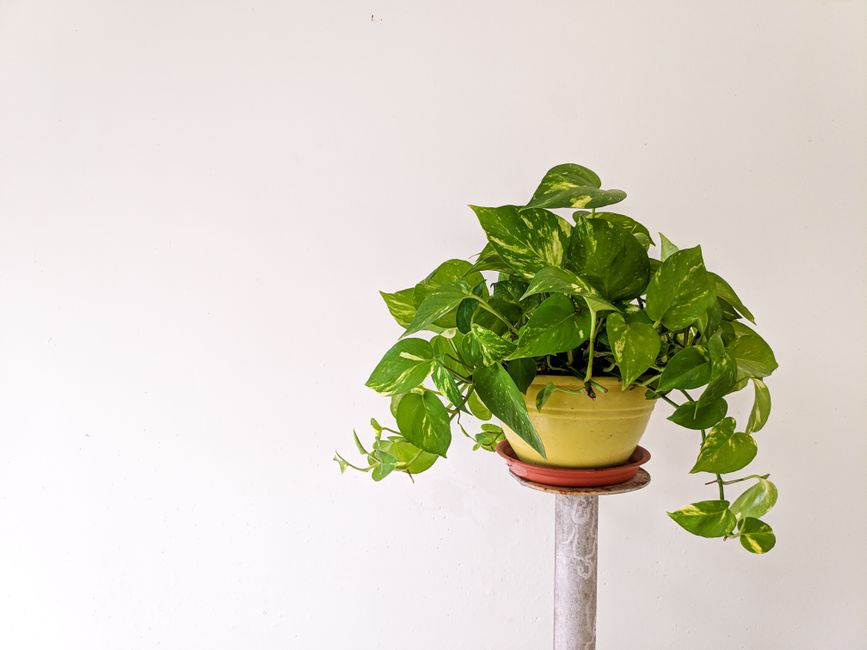 How to Stop Overwatering Your Pothos in Humid Indoor Spaces