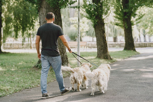 Gentle Exercise and Enrichment for Senior Pets: A Complete Guide to Keeping Your Aging Companion Active and Happy