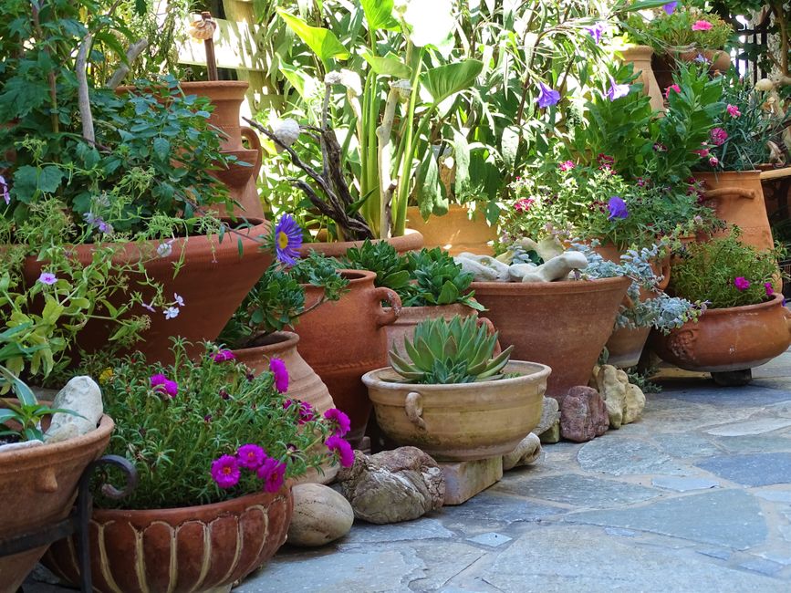 Expert Tips and Tricks for a Thriving Balcony Garden: A Complete Guide