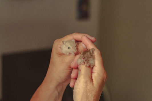 How to Safely Bathe a Hamster: Step-by-Step Guide for Small Pets