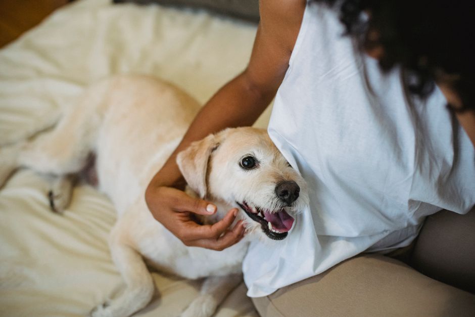 How to Safely Remove a Tick from Your Dog at Home