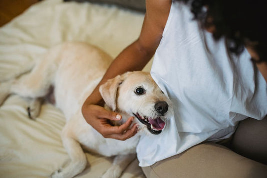How to Safely Remove a Tick from Your Dog at Home