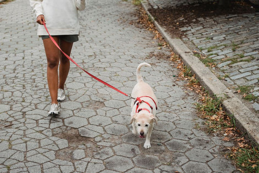 First-Time Dog Owner's Guide to Safe Leash Walking