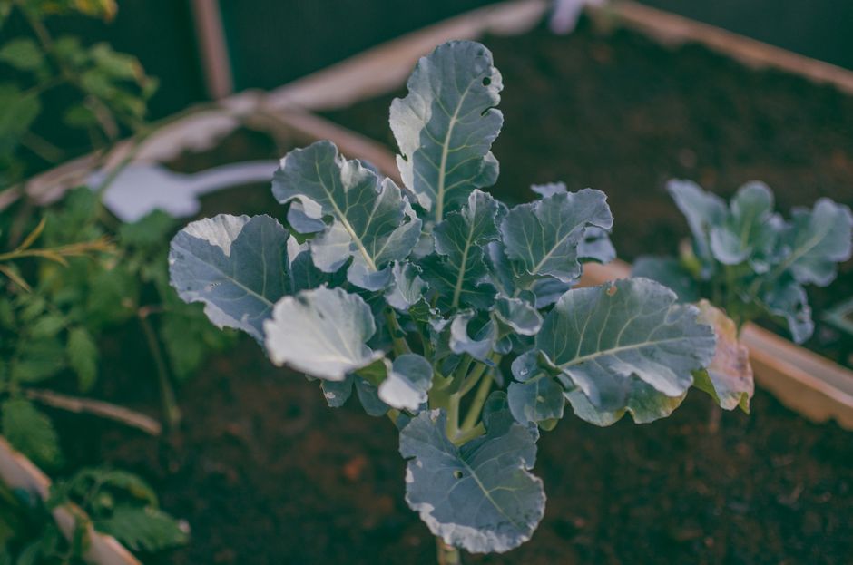 Step-by-Step Guide to Building a Self-Sustaining Garden Bed Ecosystem