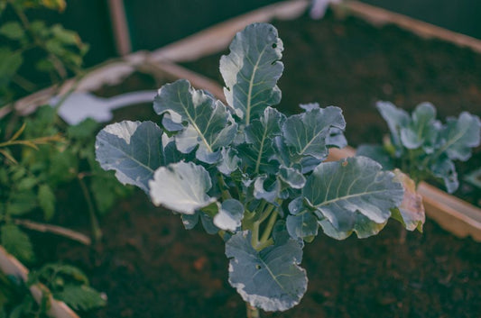 Step-by-Step Guide to Building a Self-Sustaining Garden Bed Ecosystem
