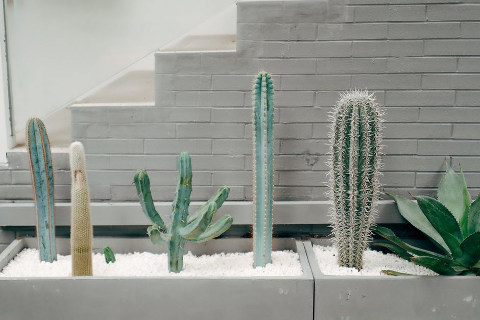 Window Box Gardening for Busy People: Low-Effort, High-Reward Systems