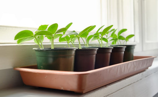 How to Grow Cucumbers Indoors: A Complete Apartment Guide