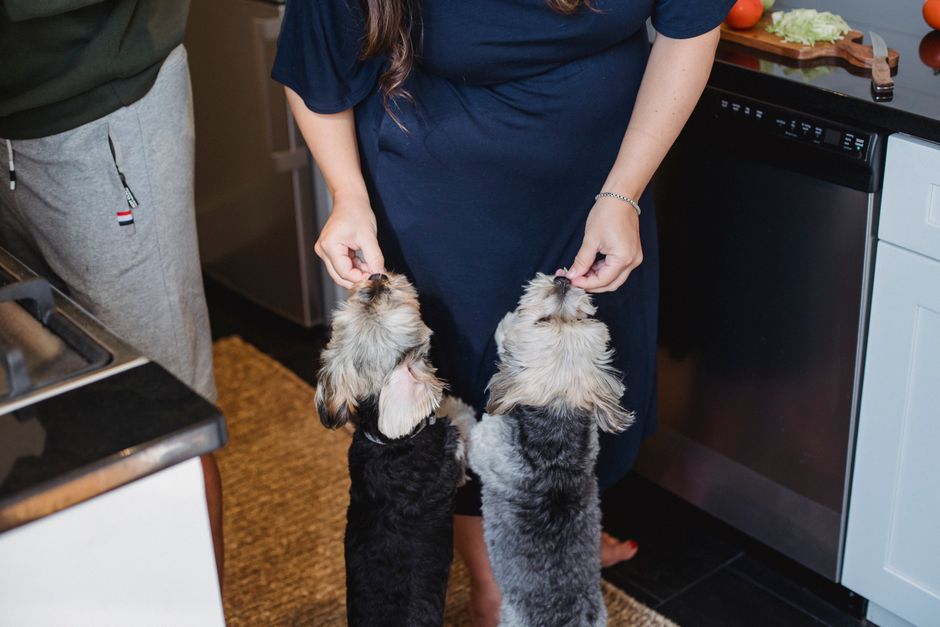 Complete Guide to Nutrition and Diet for Pets in Small Apartments