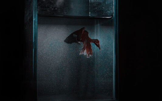 Essential Winter Fish Tank Care: The Complete Guide to Keeping Your Aquarium Thriving in Cold Months