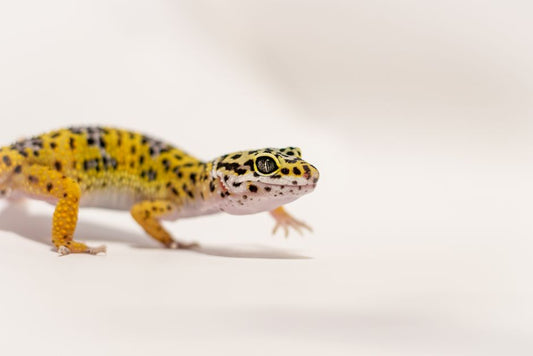 The Complete Guide to a Gecko’s First Home: Essential Products and Setup Tips for New Reptile Owners