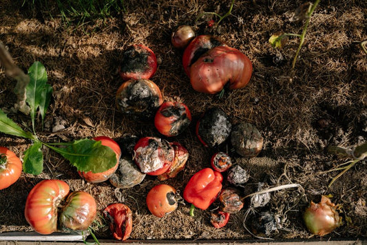 The Organic Tomato Grower’s Hidden Toolkit: Beyond Compost and Sunlight