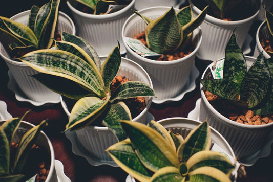 How to Rescue a Snake Plant with Soft, Mushy Leaves and Root Rot