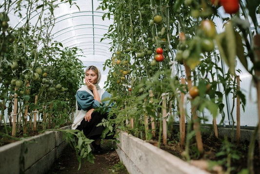 The Budget Gardener's Guide to Growing Tomatoes: Smart Systems Over Expensive Gear
