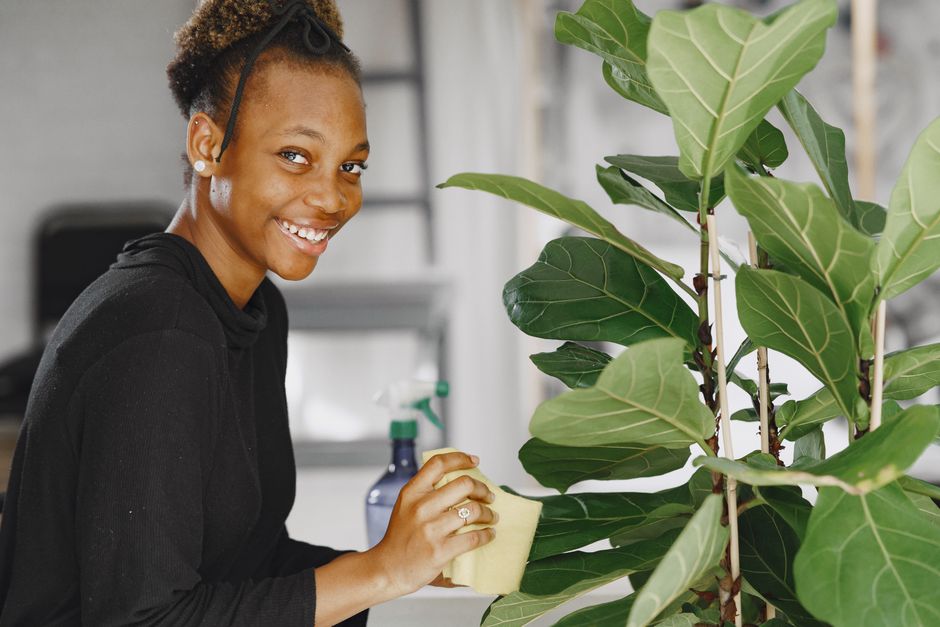 How to Fix Yellow Leaves on a Fiddle Leaf Fig: Complete Care Guide