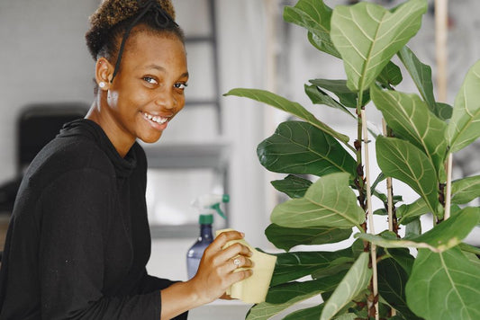 How to Fix Yellow Leaves on Your Fiddle Leaf Fig Without Losing All the Leaves