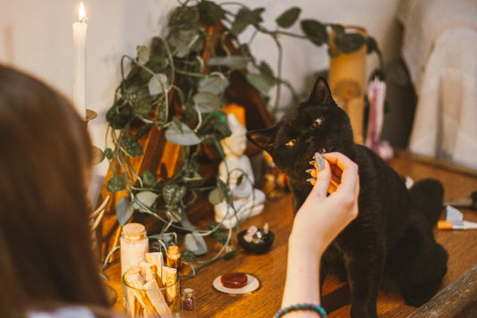 How to Eliminate Pet Odors and Fur from Your Home Effectively