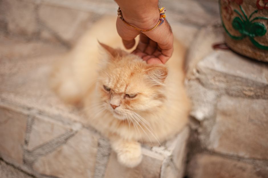 Cat Grooming for Anxious Cats: A Step-by-Step Guide to Stress-Free Care