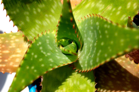 The Busy Person's Aloe Vera Rescue System: A Complete Guide to Thriving Succulents with Minimum Effort