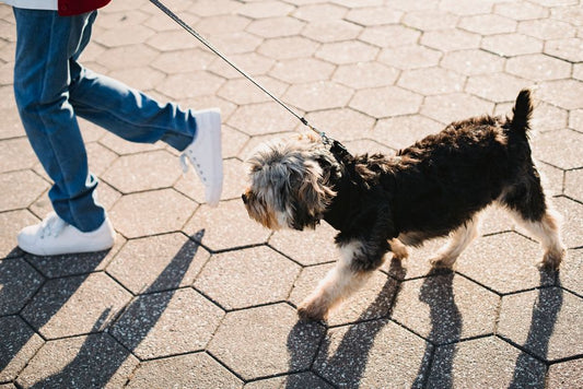 The Anxious Pet Walk: How to Turn Leash Time from Stress to Success