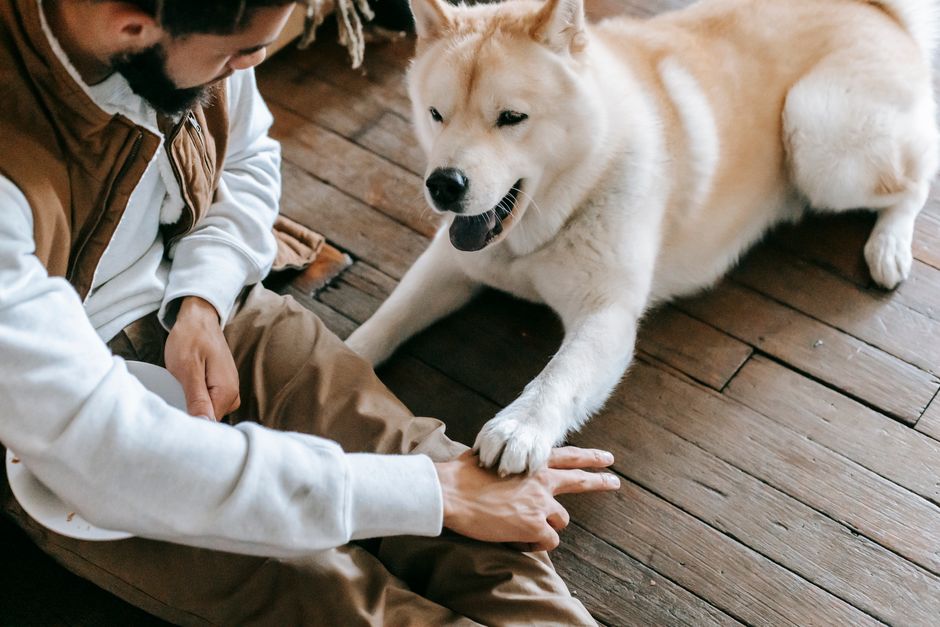 The First-Time Owner's Complete Guide to Dog Joint and Mobility Care