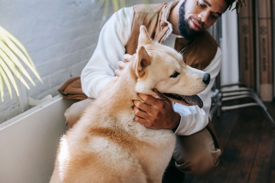The First-Time Pet Owner’s Complete Guide to Building a Care Routine