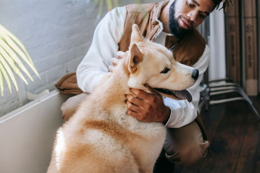 The First-Time Pet Owner’s Complete Guide to Building a Care Routine