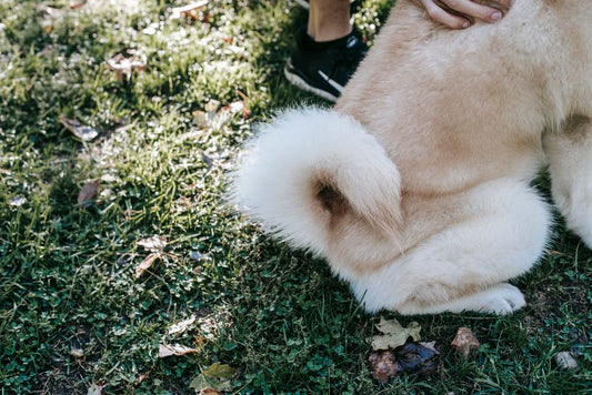 First-Time Owner's Guide to Pet Skin and Coat Health: The Essential Routine for a Shiny, Healthy Coat
