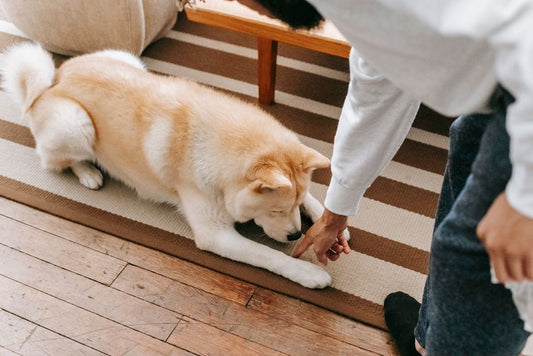 How to Clean Pet Fur from Carpets and Upholstery: A Step-by-Step Guide