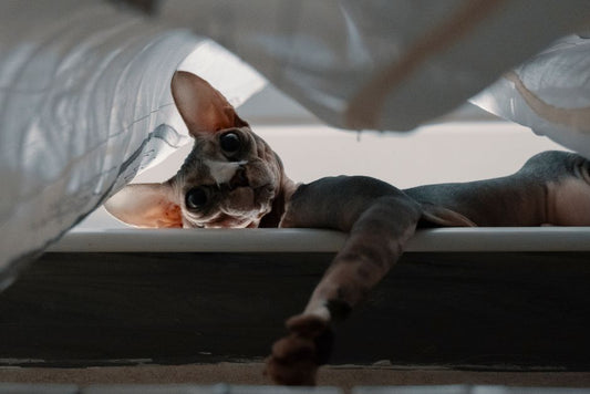How to Stop Indoor Pet Odors with Safe Enzyme Spray and Daily Cleaning Routine for Cats and Dogs