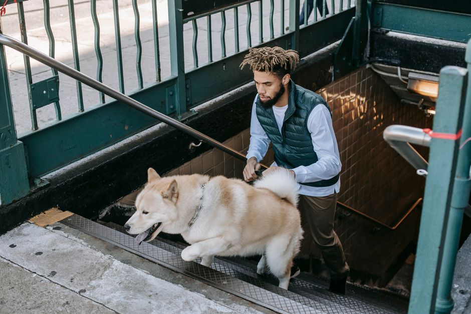 How to Handle a Pet Emergency Without Insurance: A Step-by-Step Guide for Owners