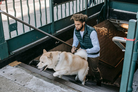 How to Handle a Pet Emergency Without Insurance: A Step-by-Step Guide for Owners
