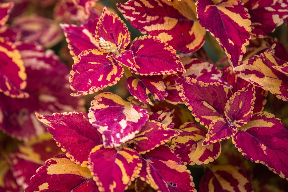 How to Fertilize Plants: A Step-by-Step Guide from Yellow Leaves to Vibrant Growth