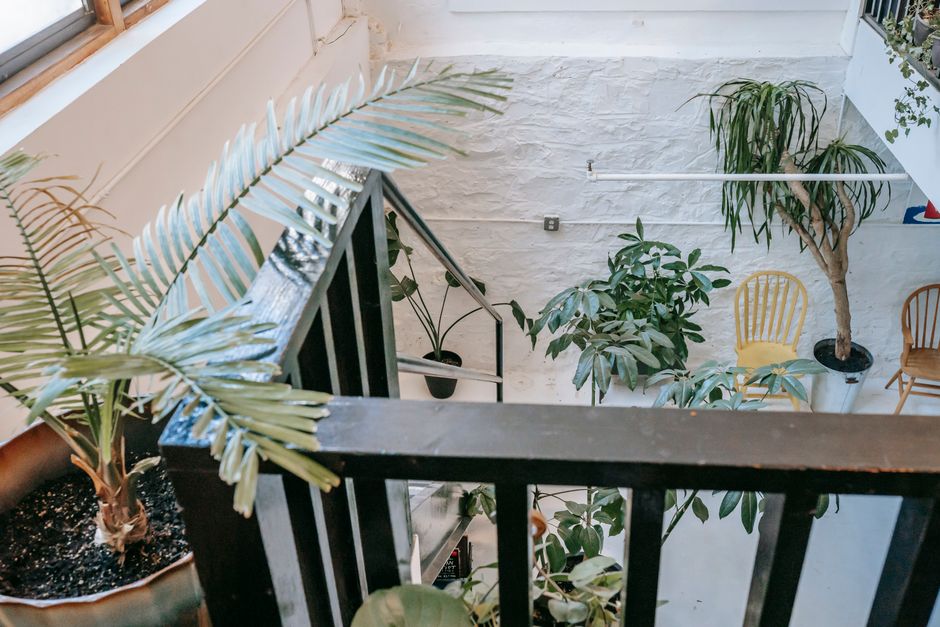 How to Fix Yellow Leaves on Indoor Plants After Moving to a Low-Light Apartment: A Complete Step-by-Step Rescue Guide
