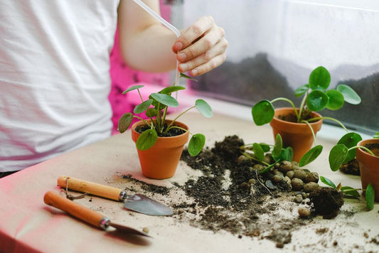 How to Stop Mold Growing on Top of Indoor Plant Soil Without Harming Your Plants