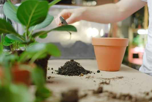The Indoor Soil Reboot: Why Your Houseplants Need a Complete Growing Medium Upgrade