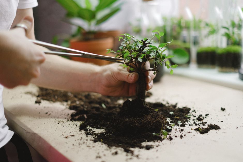 Bonsai on a Budget: Essential Tools and Techniques for Thriving Miniature Trees Without Breaking the Bank