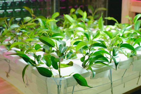 Maximize Plant Propagation Yield: The Complete System for Abundant Growth
