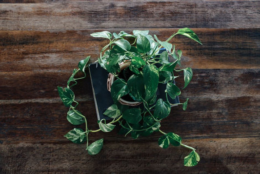 How to Save a Pothos with Yellow Leaves from Root Rot