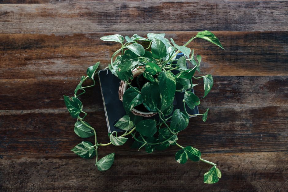 The Complete Guide to Pothos Care: From Yellow Leaves to Lush Vines