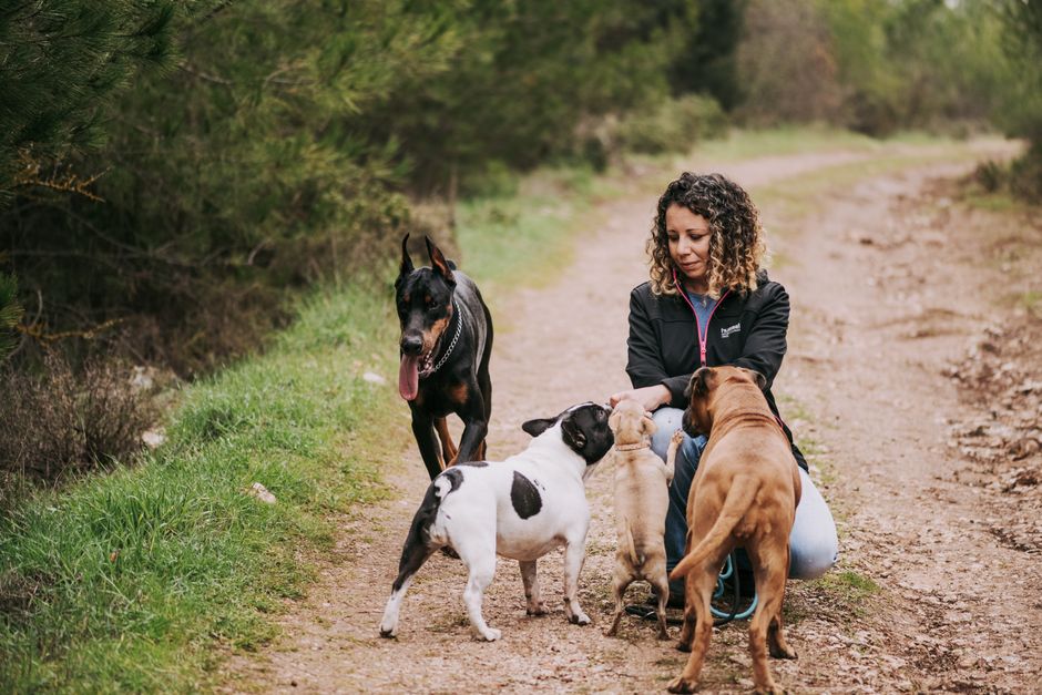 Natural Remedies for a Calmer and Healthier Dog Walk
