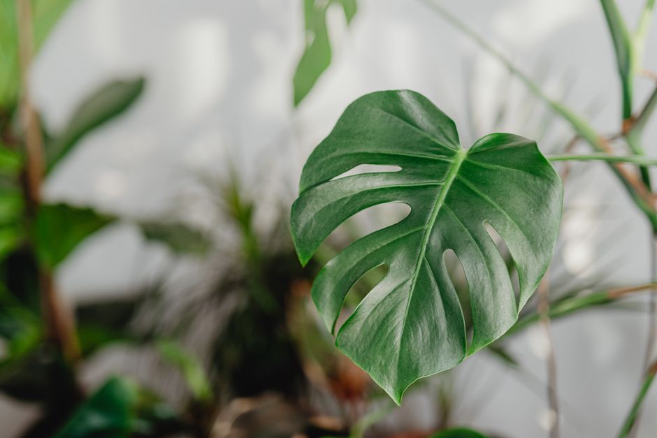 The Organic Houseplant Rescue: Reclaiming Your Indoor Jungle Without Synthetic Chemicals