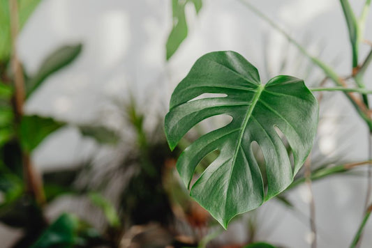 The Organic Houseplant Rescue: Reclaiming Your Indoor Jungle Without Synthetic Chemicals
