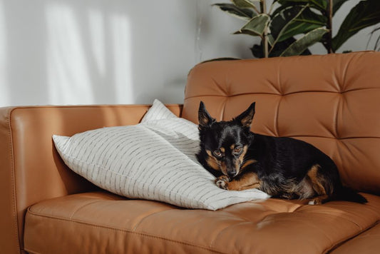 How to Eliminate Pet Odors and Stains in a Small Apartment: A Complete Guide for Tight Spaces