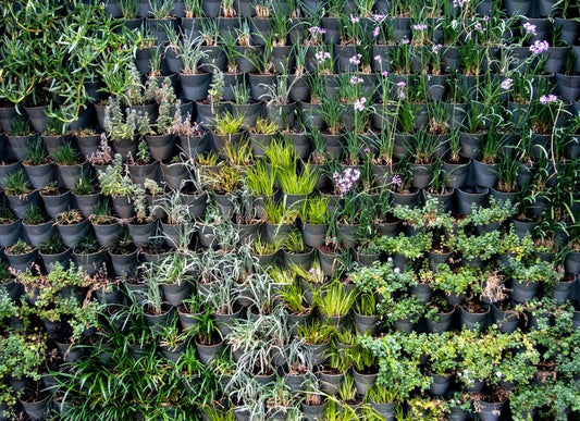 Organic Vertical Gardening: A Complete Guide to Living Walls Without Chemicals